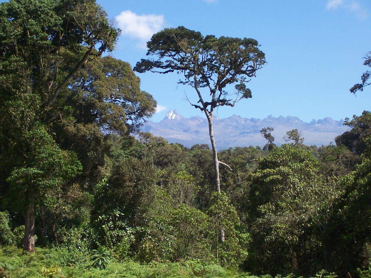 城堡森林小木屋 Mount Kenya National Park 外观 照片